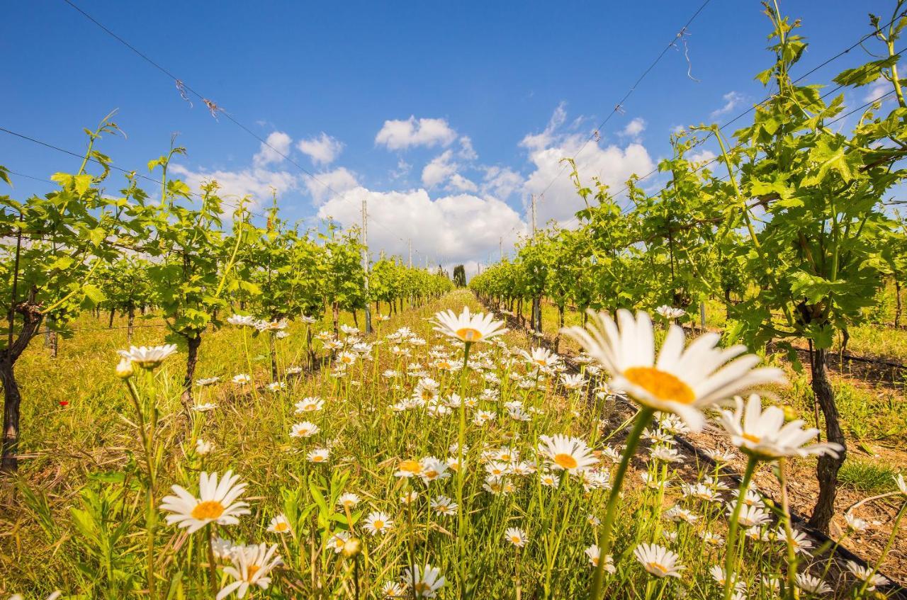 SantʼAmbrogio di Valpolicella Valpolicella Homes Recioto Apartment מראה חיצוני תמונה
