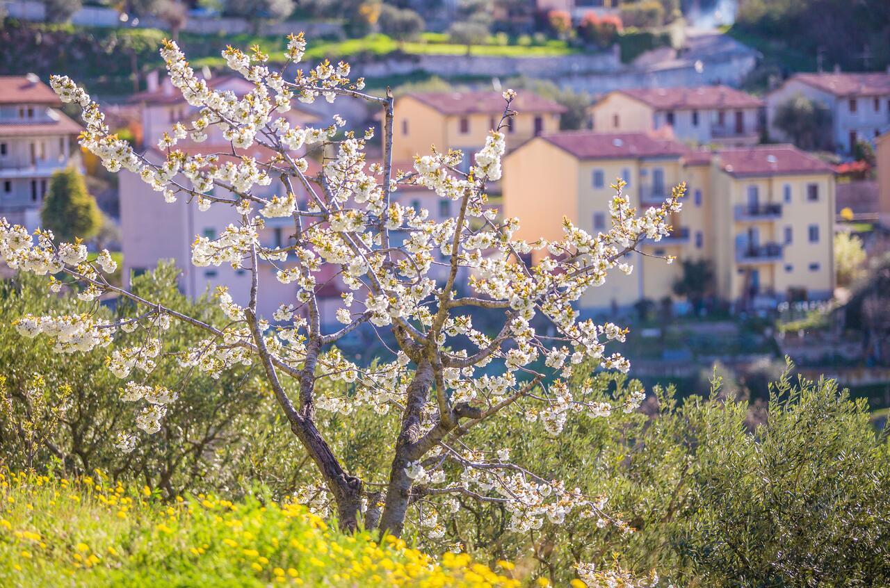 SantʼAmbrogio di Valpolicella Valpolicella Homes Recioto Apartment מראה חיצוני תמונה
